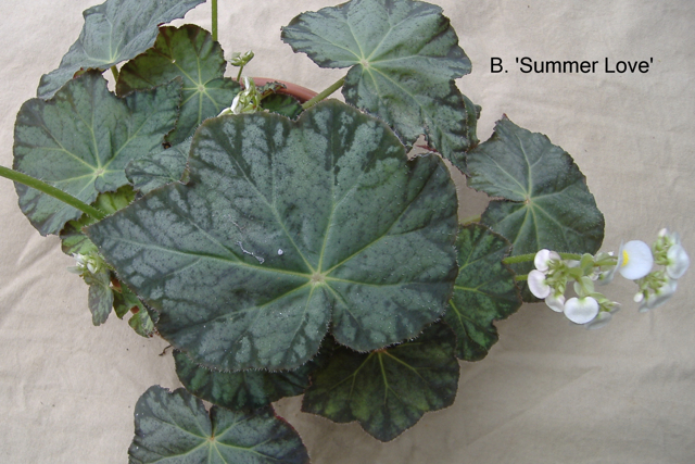 B. ‘Summer Love’